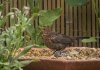 Female Blackbird 07.jpg