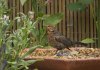 Female Blackbird 08.jpg