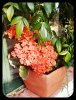 Kalanchoe 1 Jul 23.jpg