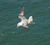 Fulmar 4.JPG