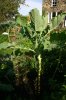 walking stick cabbage 06.jpg