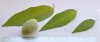 almond-leaves-real_sm.jpg