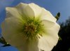 Hellebore New Zealand Hybrid.jpg