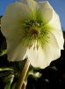 Hellebore New Zealand Hybrid (2).jpg