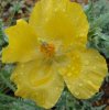 yellow-horned-poppy.jpg