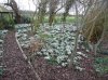 snowdrops1.jpg