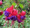 Fuchsia Margaret Crop.jpg