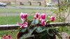 Cyclamen on balcony railings 18th October 2023 024.jpg