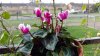 Cyclamen on balcony railings 18th October 2023 022.jpg