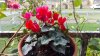 Cyclamen on balcony railings 18th October 2023 021.jpg