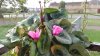 Cyclamen on balcony railings 18th October 2023 020.jpg