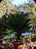 Cycad 1 Dec 23.jpg