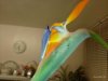 'Bird of Paradise' in kitchen window (1st flower) 1st December 2023 (Macro) 005.jpg