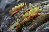 Moss-fruiting-capsules.jpg