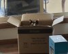 Cat in a box.jpeg