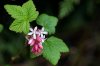 Ribes-March-6.jpg