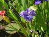 blue ensata iris.jpg