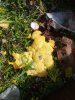 SlimeMould[1].jpg