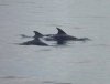 Dolphins - Peveril Point (3).jpg
