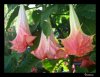 Brugmansia suavolens.jpg