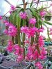 Orchid Cactus.jpg