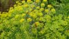 2406 insects on fennel.jpg