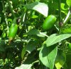 Jalapenos Cropped.jpg