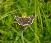 Grizzled Skipper (5).jpg