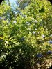 Plumbago 15 Jul 24.jpg