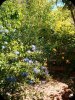 Plumbago & Tecomaria 15 Jul 24.jpg