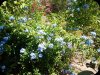 Plumbago1 11 Jun 24.jpg