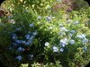 Plumbago2 11 Jun 24.jpg