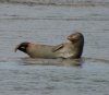 Common Seal (3).JPG