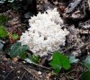 coral fungus 3.jpg