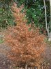 FAGUS  SYLVATICA  MERCEDES 21-11-2008 11-11-06.jpg