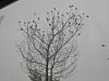 goldfinch tree 1.jpg