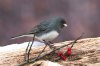 SLATE JUNCO E.jpg