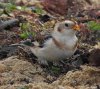 Snow Bunting.JPG