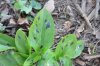 ARUM  MACULATUM  CUCKOO  PINT 20-04-2016 18-47-34.JPG