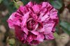 Rose \'Purple Tiger\'.JPG