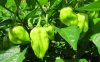 IMG_3084 chilli crop 2.jpg