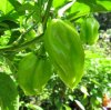 IMG_3085 chilli crop 3.jpg