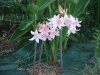 crinum or amaryllis.JPG