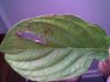 dogwood leaf 001.jpg