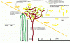 garden diagram 2.gif