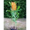 hedychium c Tara.jpg