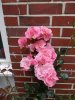 06. 07. Rose bunch Big Pink 01.JPG