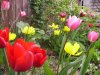 y 188tulips smll px.JPG