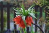 fritilliaria imperialis.JPG