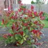 photinia red robin.JPG